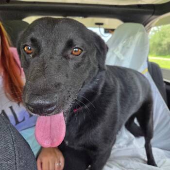 Maple -  Black Labrador Retriever and Mixed Breed Dog for Adoption in Merritt Island, Florida - Maple | PetCurious