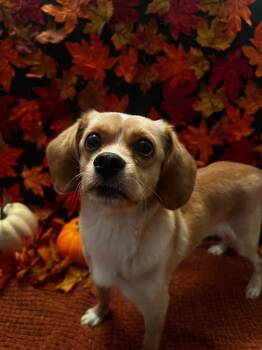 Willow 5.0 -  Mixed Breed Dog for Adoption in Athens, Ontario - Willow 5.0 | PetCurious