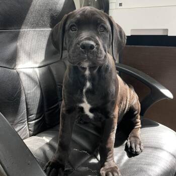 Rottweiler and Boxer Dogs Available for Adoption - Hazel | PetCurious