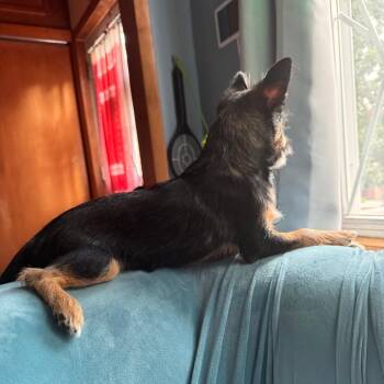 Madeliene - Home to Home -  Chihuahua Dog for Adoption in South Elgin, Illinois - Madeliene - Home To Home | PetCurious