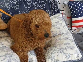 Winston -  Poodle Dog for Adoption in Fort Worth, Texas - Winston | PetCurious