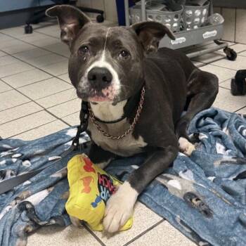 Gladiator -  Mixed Breed Dog for Adoption in Charleston, West Virginia - Gladiator | PetCurious