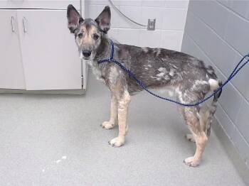 German Shepherd Dog and Mixed Breed Dogs Available for Adoption - GUARDIAN | PetCurious