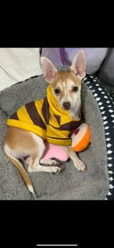 Chihuahua Dogs Available for Adoption in Gainesville, Virginia - Mona | PetCurious