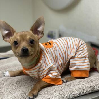 Beans -  Chihuahua and Mixed Breed Dog for Adoption in Riverside, California - Beans | PetCurious