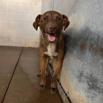 Shepherd Dogs Available for Adoption - Lina | PetCurious