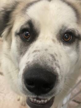 Great Pyrenees Dogs Available for Adoption in Livonia, Michigan - Cloud-NEEDS FOSTER | PetCurious