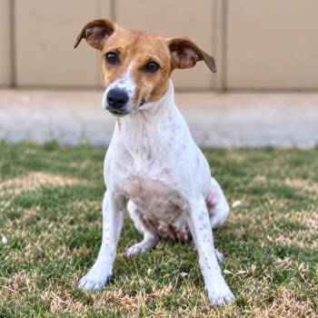 HANNAH -  Jack Russell Terrier Dog for Adoption in Vaughan, Ontario - HANNAH | PetCurious