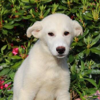 CT Weave avail Jun 13 (Four Town Craft Fair- Somers, CT) -  Husky and Great Pyrenees Dog for Adoption in Eastford, Connecticut - CT Weave Avail Jun 13 (Four Town Craft Fair- Somers, CT) | PetCurious