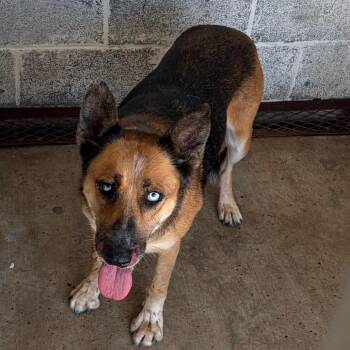Camela -  German Shepherd Dog and Husky Dog for Adoption in Edinburg, Texas - Camela | PetCurious