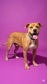 GOLDIE -  Mixed Breed Dog for Adoption in Jacksonville, Florida - GOLDIE | PetCurious