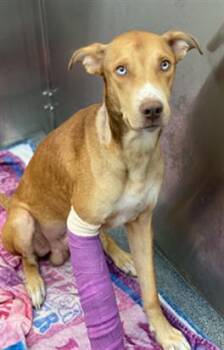 Rescue Mixed Breed Dogs for Adoption in Dallas, Texas - BUDDY | PetCurious