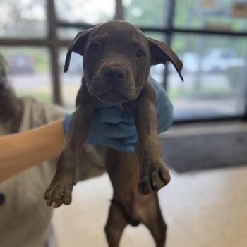 Doyle -  Pit Bull Terrier Dog for Adoption in Birmingham, Alabama - Doyle | PetCurious