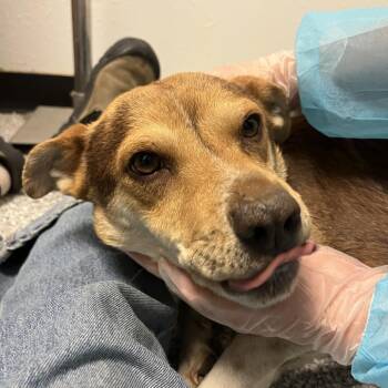 Coonhound and Mixed Breed Dogs Available for Adoption - Zia | PetCurious