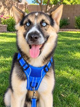 Shadow -  German Shepherd Dog and Husky Dog for Adoption in Glendale, Arizona - Shadow | PetCurious