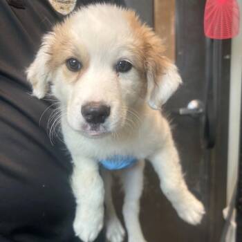 Great Pyrenees Dogs Available for Adoption in Huntsville, Alabama - Kimber (in PA) | PetCurious