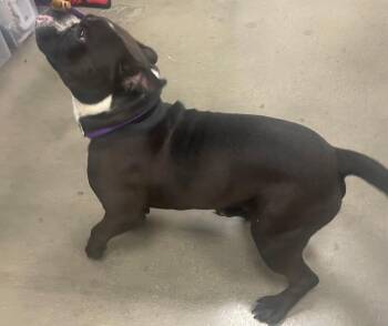 Blimp -  Mixed Breed Dog for Adoption in Cincinnati, Ohio - Blimp | PetCurious