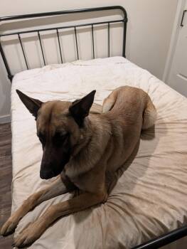 Belgian Shepherd Malinois Dogs Available for Adoption in San Diego, California - Scout | PetCurious