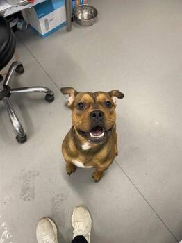 Mixed Breed Dogs Available for Adoption in West Chester, Pennsylvania - Tater | PetCurious