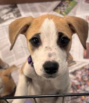 Mixed Breed Dogs Available for Adoption in Columbia, Maryland - Hermione | PetCurious