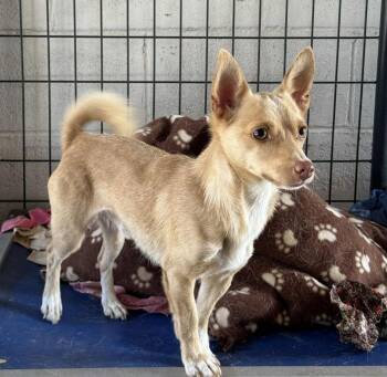 Rescue Terrier Dogs for Adoption in Mathis, Texas - Bongo | PetCurious