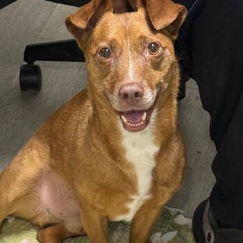 Bruno FKA Bill Gates -  Dachshund and Terrier Dog for Adoption in Waldorf, Maryland - Bruno FKA Bill Gates | PetCurious