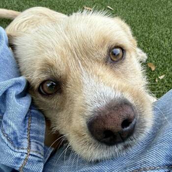 AJ -  Terrier Dog for Adoption in Hondo, Texas - AJ | PetCurious