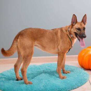 Rescue Belgian Shepherd Malinois and German Shepherd Dog Dogs for Adoption in Weatherford, Texas - HARLE | PetCurious