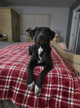 Rescue Labrador Retriever and Terrier Dogs for Adoption in Rancho Cucamonga, California - Nancy | PetCurious