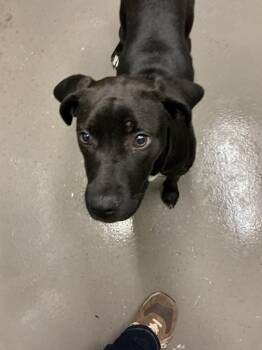 Mixed Breed Dogs Available for Adoption - Star | PetCurious