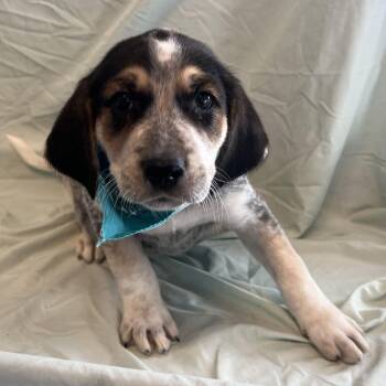 Frank -  Mixed Breed Dog for Adoption in Canal Winchester, Ohio - Frank | PetCurious