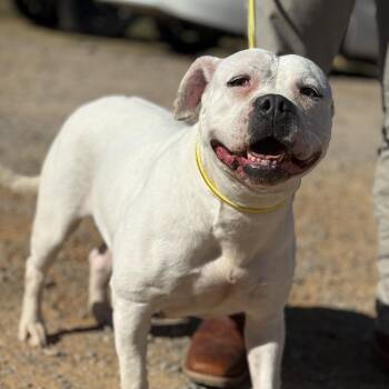 Rescue American Bully Dogs for Adoption in Columbia, South Carolina - Caitlyn | PetCurious