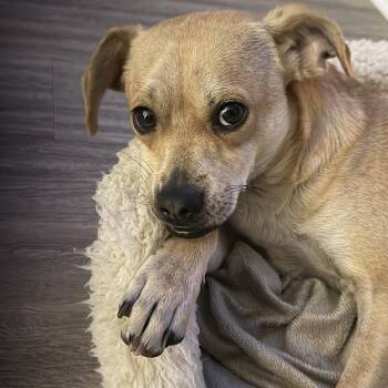 Chihuahua Dogs Available for Adoption - Chancellor | PetCurious