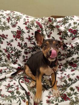 Cherry -  Shepherd Dog for Adoption in Frazier Park, California - Cherry | PetCurious