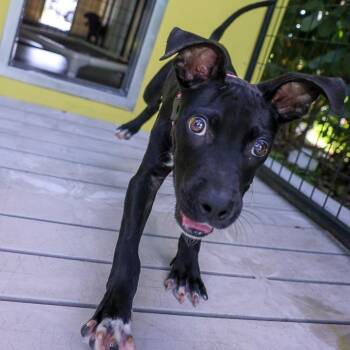 Carter -  Mixed Breed Dog for Adoption in Bradenton, Florida - Carter | PetCurious