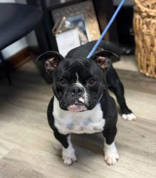 Bulldog Dogs Available for Adoption - Shortcake | PetCurious
