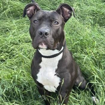 Pickles -  Pit Bull Terrier Dog for Adoption in Winnipeg, Manitoba - Pickles | PetCurious