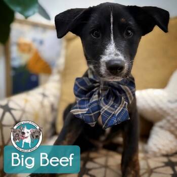 Labrador Retriever and German Shepherd Dog Dogs Available for Adoption in Friendswood, Texas - Big Beef Tomato | PetCurious