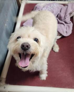 Mickey -  Terrier and Mixed Breed Dog for Adoption in Severance, Colorado - Mickey | PetCurious