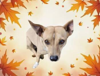 Mr A aka Atticus -  Chihuahua Dog for Adoption in Tacoma, Washington - Mr A Aka Atticus | PetCurious