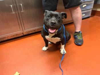 Rescue Mixed Breed Dogs for Adoption in Douglasville, Georgia - Betty Boop | PetCurious