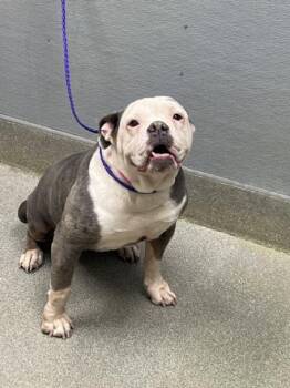 American Bulldog Dogs Available for Adoption in Las Vegas, Nevada - TYRA | PetCurious