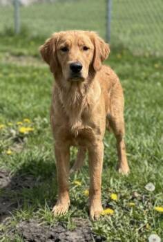 Golden Retriever and Mixed Breed Dogs Available for Adoption in Baraboo, Wisconsin - Charlie | PetCurious