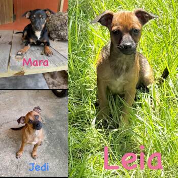 Jedi, Leia, Mara -  Chihuahua Dog for Adoption in Seaside Heights, New Jersey - Jedi, Leia, Mara | PetCurious
