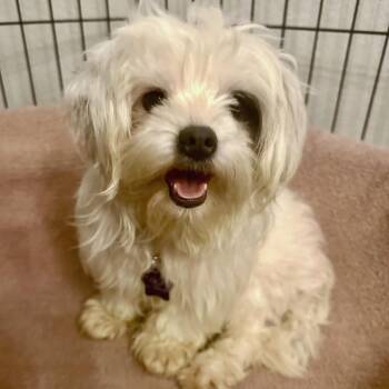 Mixed Breed Dogs Available for Adoption - Snow | PetCurious