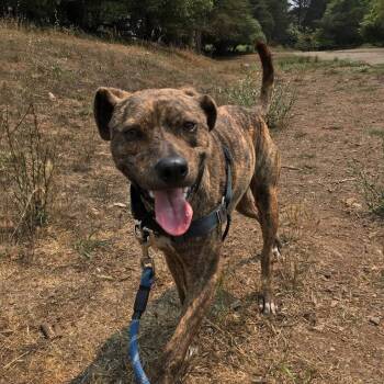 Rescue Terrier Dogs for Adoption in Sonoma, California - Rocky | PetCurious