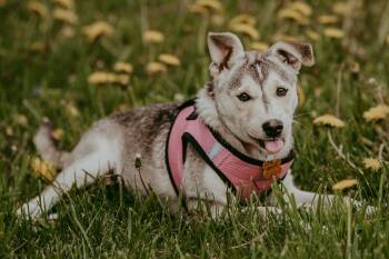Husky Dogs Available for Adoption in Waunakee, Wisconsin - Swiss Mac | PetCurious
