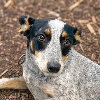 Australian Cattle Dog Blue Heeler Dogs Available for Adoption in Boerne, Texas - Benny Blue | PetCurious