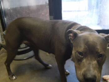 BLUE MAYNE -  Pit Bull Terrier and Mixed Breed Dog for Adoption in Tulsa, Oklahoma - BLUE MAYNE | PetCurious