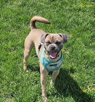 Donahue WA13791-T LOCAL Adoption Event in Bellevue 8/21 -  Pug and Beagle Dog for Adoption in Missouri City, Texas - Donahue WA13791-T LOCAL Adoption Event In Bellevue 8/21 | PetCurious